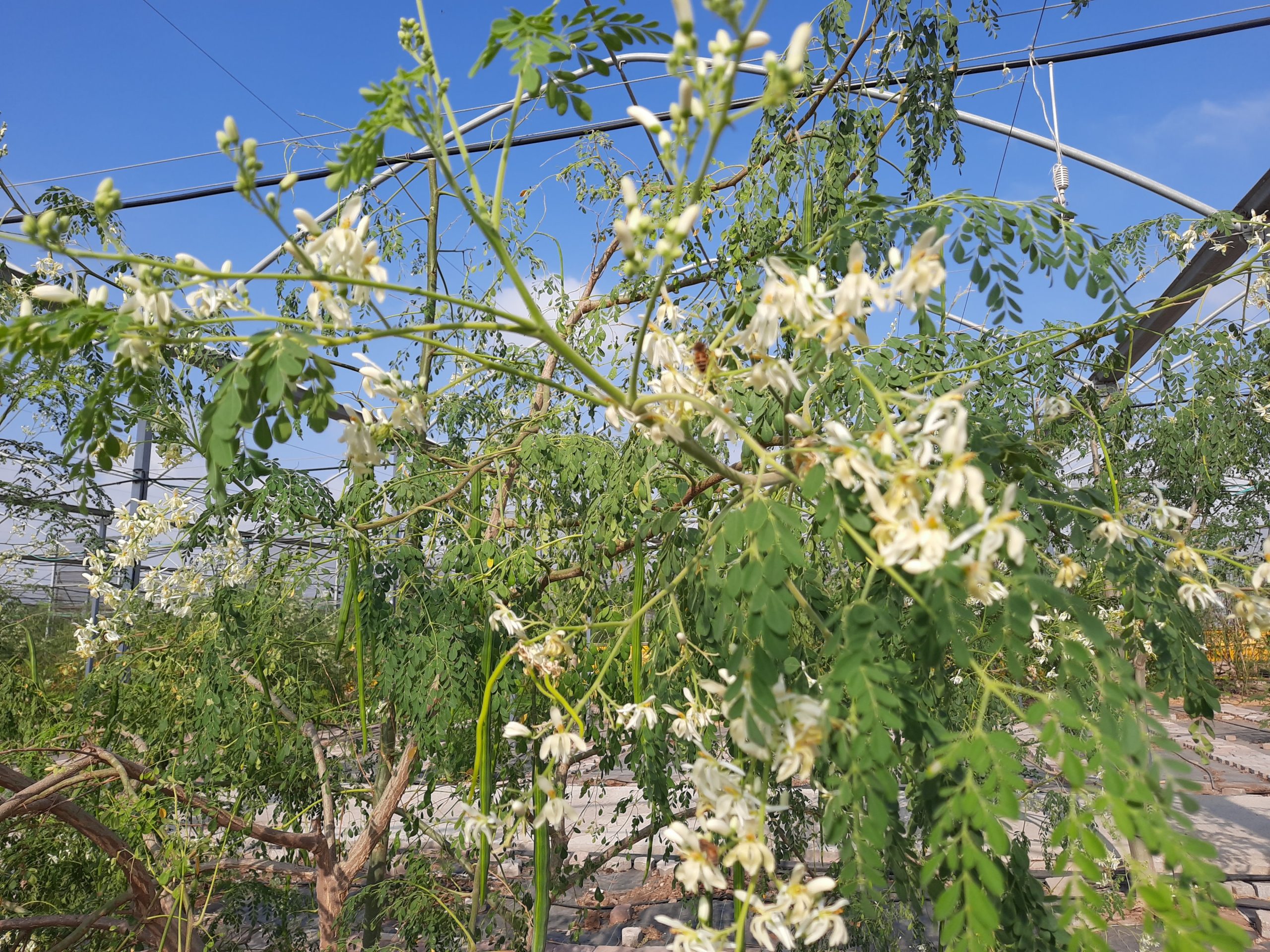 עץ מורינגה שופע בתרמילים ופריחה